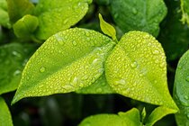 Picture of a green leaf with water droplets in. The leaf is in a rainforest.
