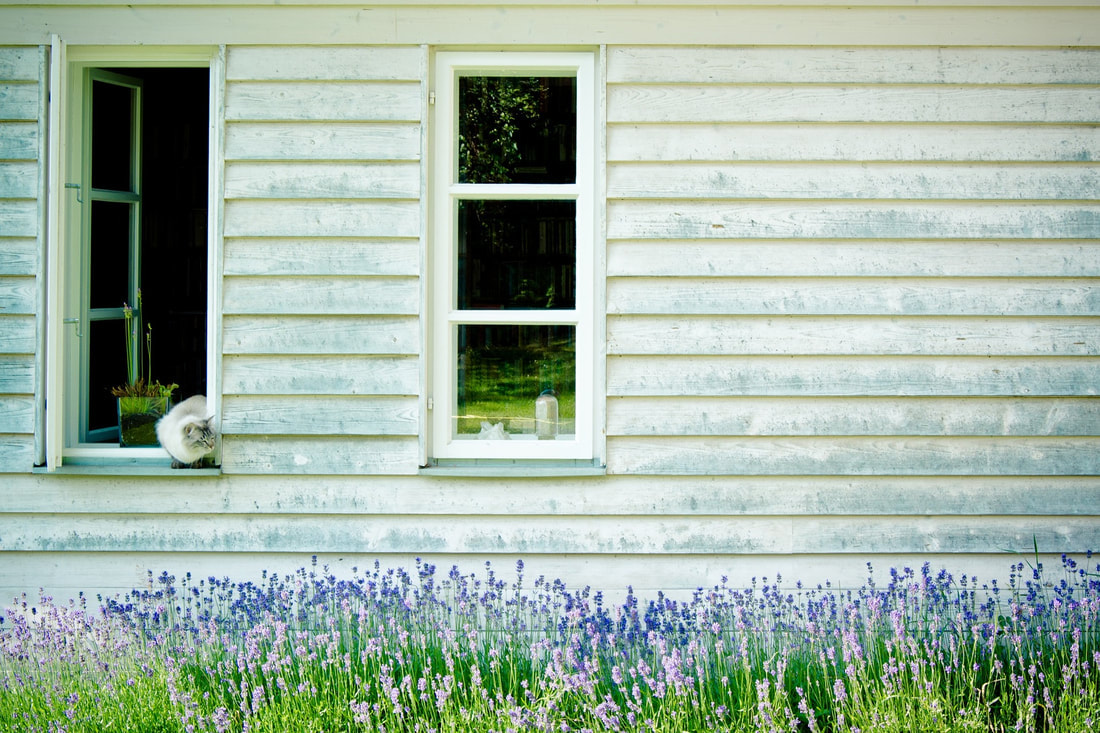 Picture of a white timber clad house with grass and bluebells in the garden. 